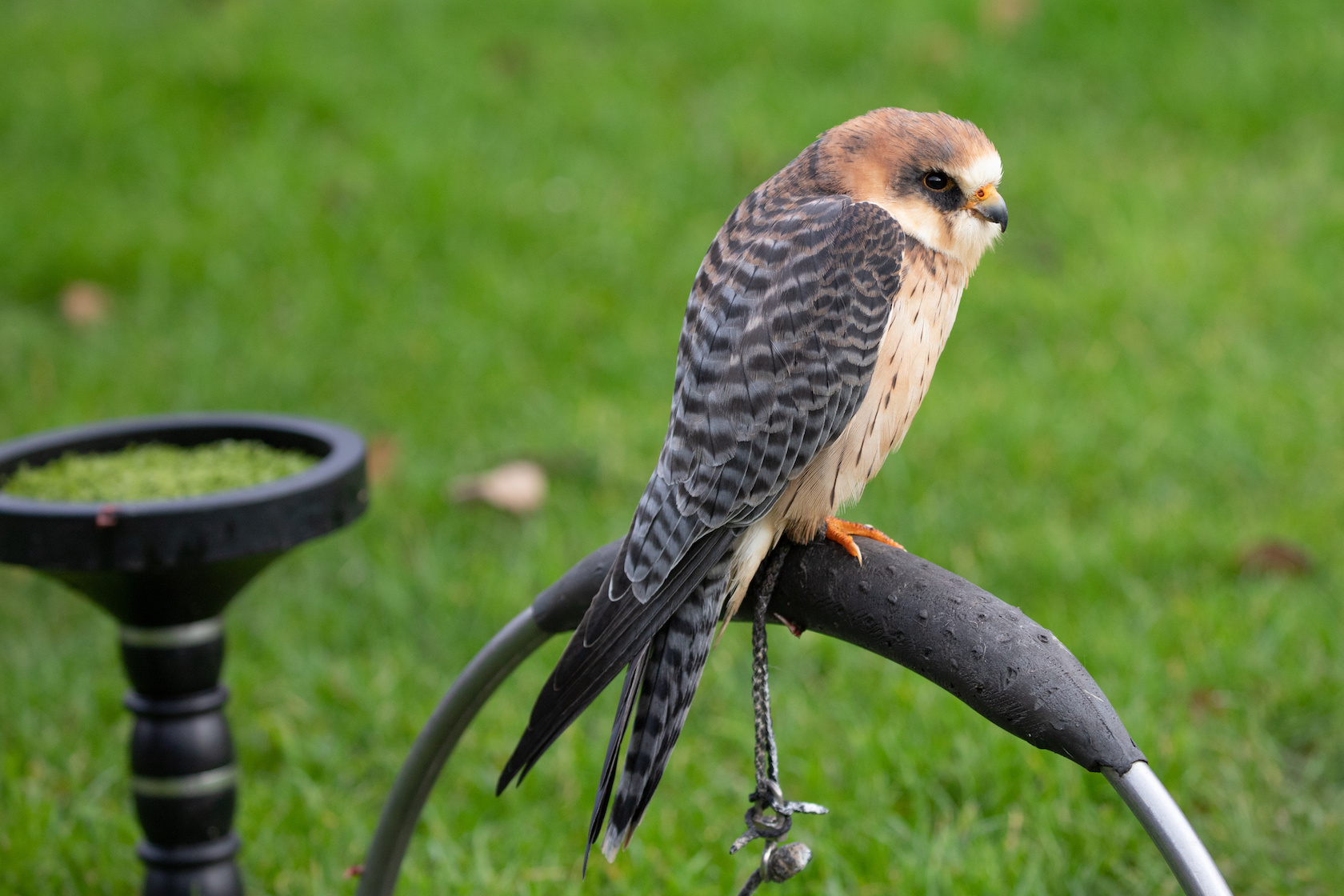 Falknereigeräte + Voliereneinrichtung