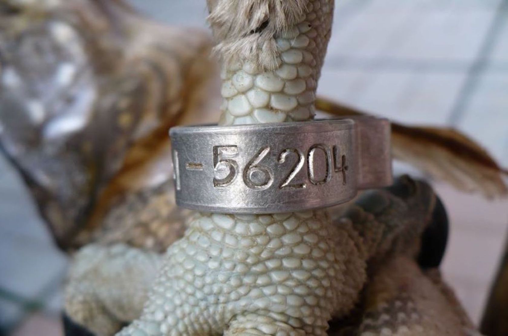 Adresstafeln und Adressringe