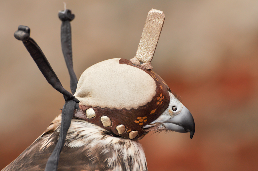 Haube