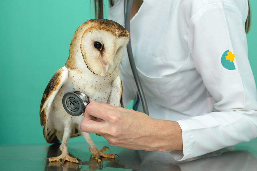 Tiergesundheit
