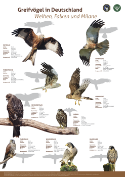Poster Greifvögel und Eulen, 3er Set