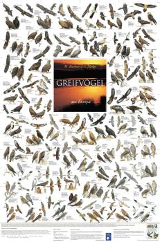 Poster Greifvögel Europas