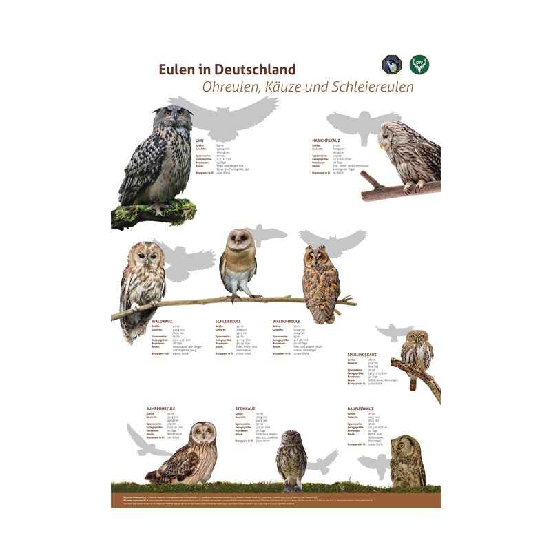 Poster Greifvögel und Eulen, 3er Set