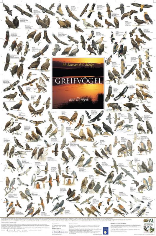 Poster Greifvögel Europas